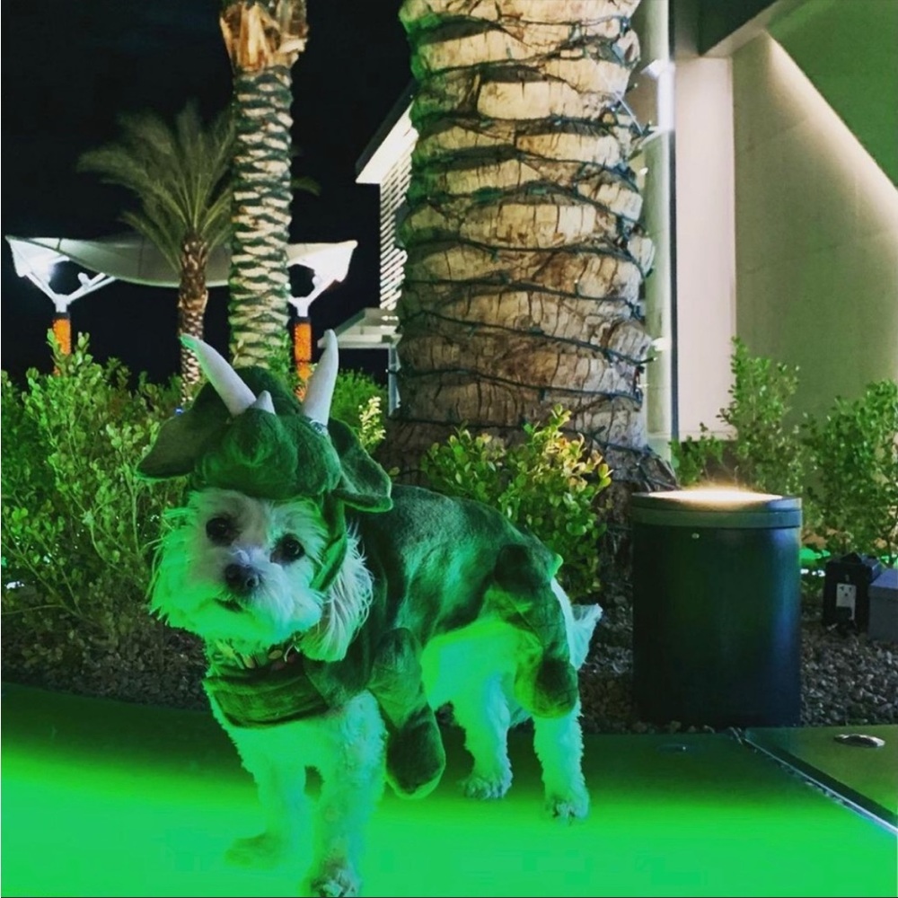 Hyde & Eek • Pet Size Small • Triceratops dinosaur pet costume for Halloween